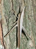 Clipwing Grasshopper - Metaleptea brevicornis