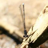 Blue-tipped Dancer - Argia tibialis