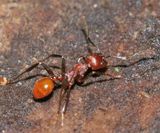 Aphaenogaster tennesseensis