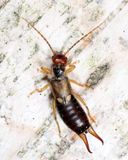 European Earwig - Forficula auricularia