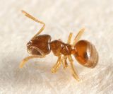 Brachymyrmex depilis
