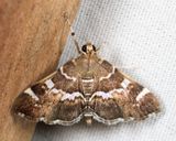 5169 - Spotted Beet Webworm Moth - Hymenia perspectalis