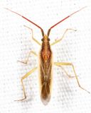 Stenodema vicinum