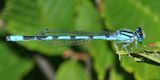 Marsh Bluet - Enallagma ebrium (male)