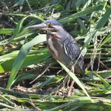 Striated Heron - Butorides striata