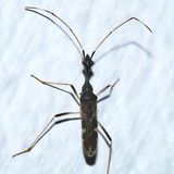 Myodocha sp.