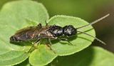 Pristocera armifera