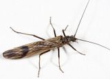 Taeniopteryx nivalis
