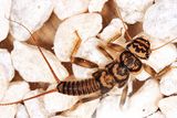 Acroneuria carolinensis