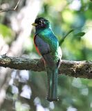 Collared Trogon - Trogon collaris