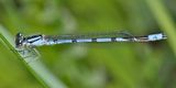 New England Bluet - Enallagma laterale