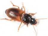 Anisodactylus sanctaecrucis