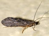 Rhyacophila acutiloba