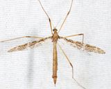 Epiphragma fasciapenne
