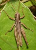 Spotted-winged Grasshopper - Orphulella pelidna