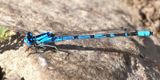 Boreal Bluet - Enallagma boreale