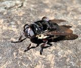 Wood Rat Bot Fly - Cuterebra austeni