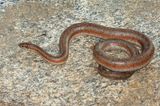 Coastal Rosy Boa - Lichanura orcutti