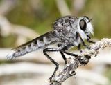 Promachus albifacies