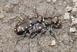 Oregon Tiger Beetle - Cicindela oregona