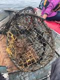 broken crab pot