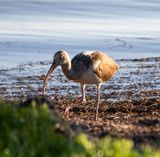 White Ibis