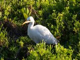 Cattle Egret