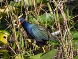 Purple Gallinule
