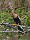 Anhinga