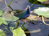 Purple Gallinule