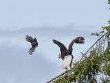 eagle_jay-5.jpg