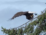 eagle_jay-6.jpg
