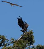 eagle_osprey-7.jpg