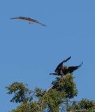 eagle_osprey-8.jpg