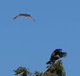 eagle_osprey-9.jpg
