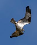 osprey-1.jpg