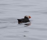 Puffin