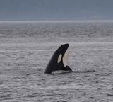 Orca