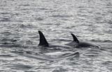 Orca