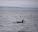 Orca