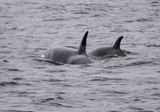 Orca