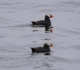 Puffins