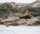 Sea Lion
