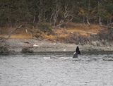 Orca