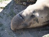 eSeal_Adelma_beach-3.jpg
