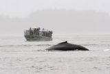 Humpback whale
