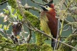 Crimson-mantled Woodpecker (Colaptes rivolii)