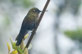 Neblina Metaltail (Metallura odomae)