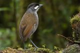 Jocotoco Antpitta (Grallaria ridgelyi)