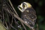 Buff-fronted Owl (Aegolius harrisii)